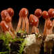“Lava lamp” slime molds. Image: US Geological Survey Bee Inventory and Monitoring Lab